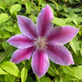 Buy Clematis 'Dr Ruppell' online UK
