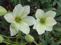 Buy Clematis 'Early Sensation' online UK