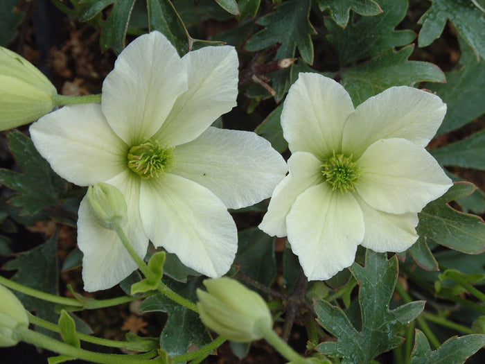 Buy Clematis 'Early Sensation' online UK