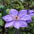 Buy Clematis 'Elsa Spath' online UK