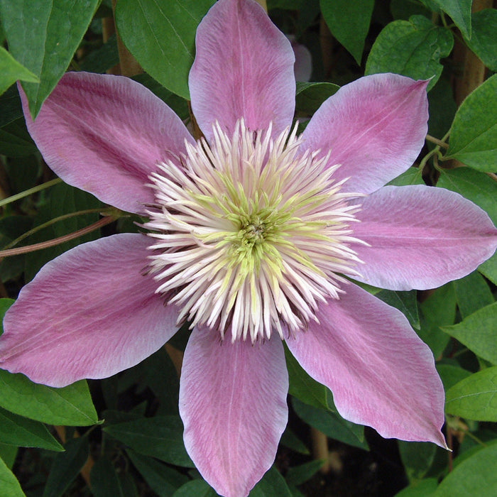 Buy Clematis 'Empress' (Evipo011) online UK