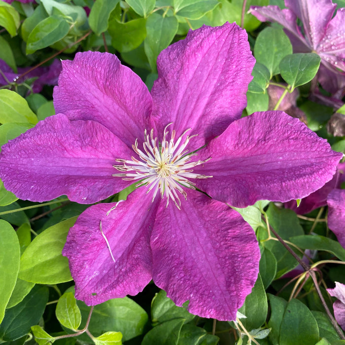 Buy Clematis 'Ernest Markham' online UK