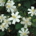 Buy Clematis 'Fargesiodes Summer Snow' online UK
