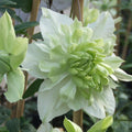 clematis florida alba plena flowing with green and cream petals