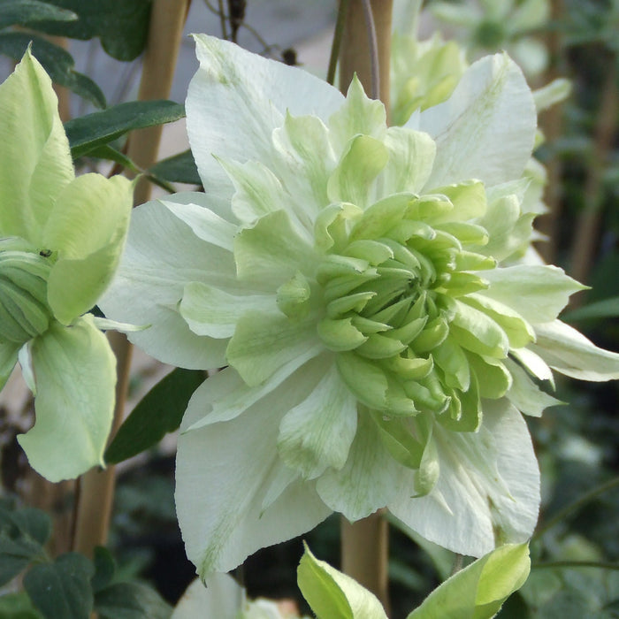 clematis florida alba plena flowing with green and cream petals