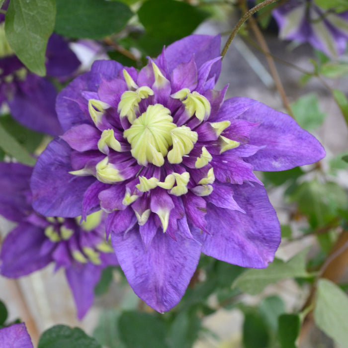 Buy Clematis florida 'Taiga' online UK