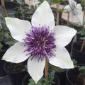 Buy Clematis florida var. florida 'Sieboldiana' online UK