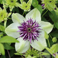 Buy Clematis florida 'Viennetta' (Evipo006) online UK