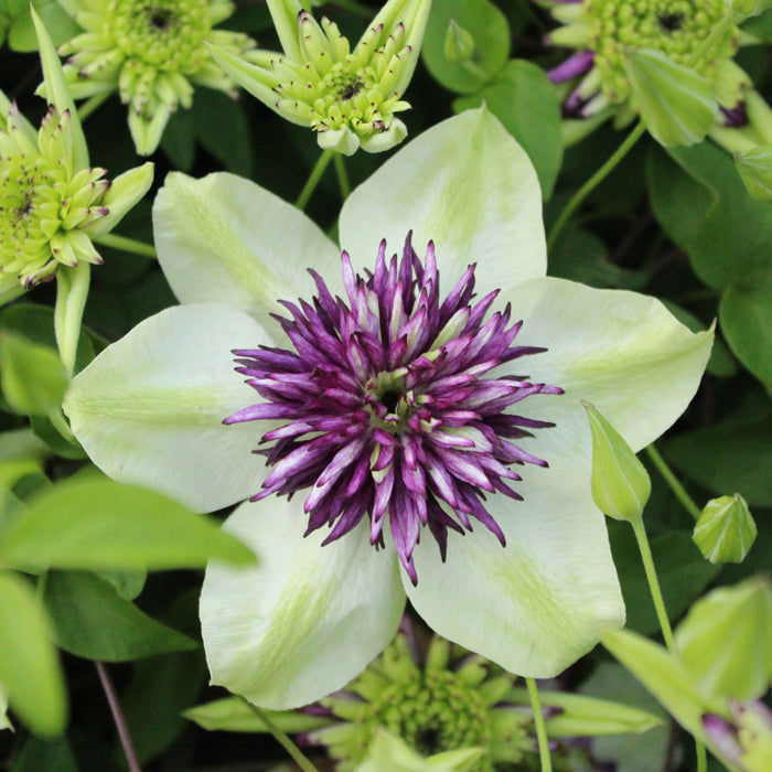 Buy Clematis florida 'Viennetta' (Evipo006) online UK