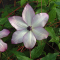 Buy Clematis 'Fond Memories' online UK
