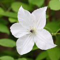 Buy Clematis 'Forever Friends' online UK