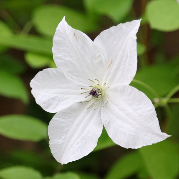 Buy Clematis 'Forever Friends' online UK