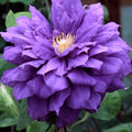 Buy Clematis 'Franziska Maria' (Evipo008) online UK