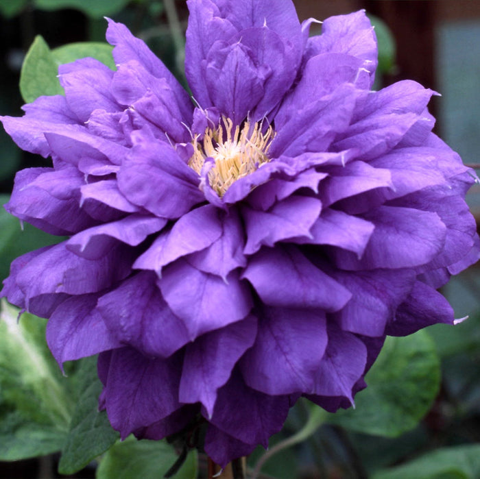 Buy Clematis 'Franziska Maria' (Evipo008) online UK