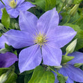 Buy Clematis 'Fujimusume' online UK