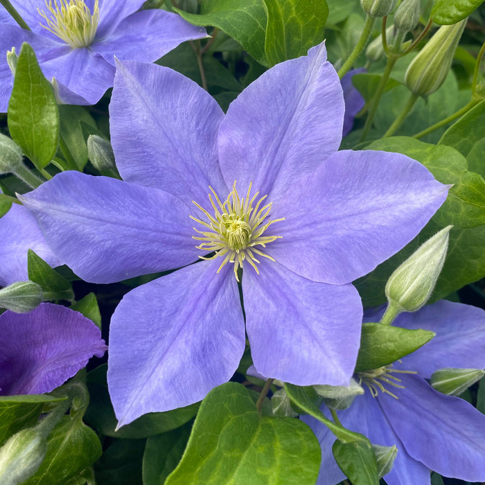 Buy Clematis 'Fujimusume' online UK