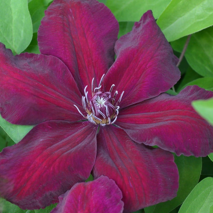 Clematis Gareth's pride with maroon petals
