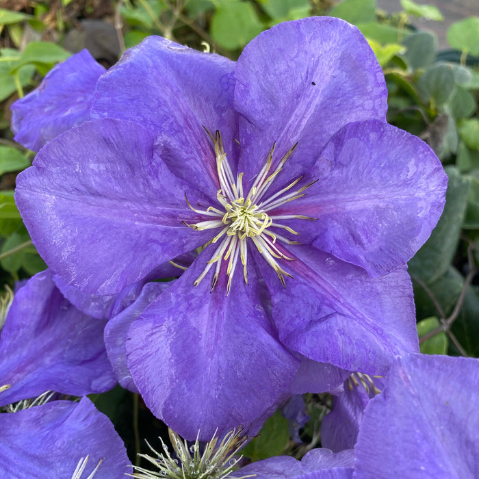 Buy Clematis 'General Sikorski' online UK