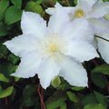 Clematis gillian blades flowers bloomed