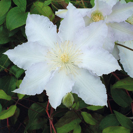 Clematis gillian blades flowers bloomed