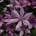 Buy Clematis 'Giselle' (Evipo051) online UK
