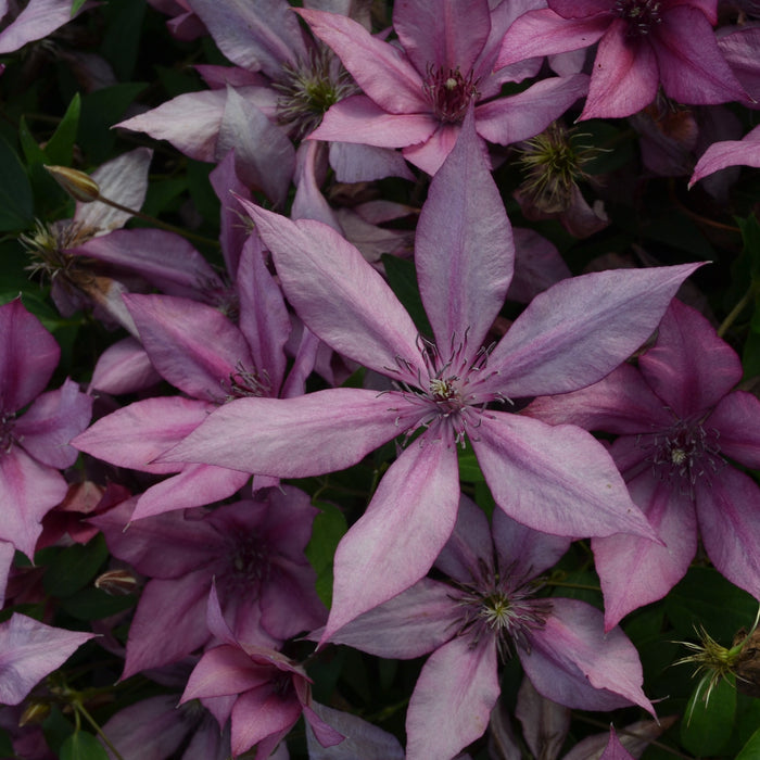 Buy Clematis 'Giselle' (Evipo051) online UK