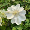 Buy Clematis 'Guernsey Cream' online UK