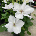 Buy Clematis 'Guernsey Flute' Raymond Evison (Evigsy153) online UK