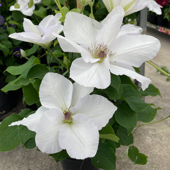 Buy Clematis 'Guernsey Flute' Raymond Evison (Evigsy153) online UK