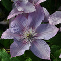 Buy Clematis 'Hagley Hybrid' online UK