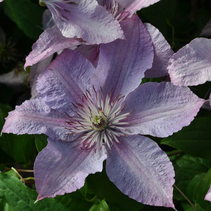Buy Clematis 'Hagley Hybrid' online UK