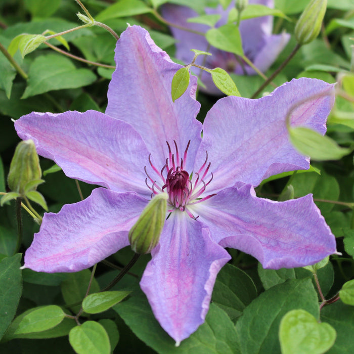 Buy Clematis 'Happy Anniversary' online UK