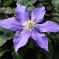 Buy Clematis 'H.F. Young' online UK