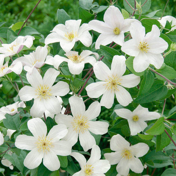 Buy Clematis 'Huldine' online UK