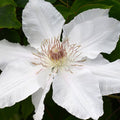 Buy Clematis 'Hyde Hall' (Evipo009) online UK