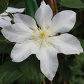 Buy Clematis 'Ice Blue' (Evipo003) online UK