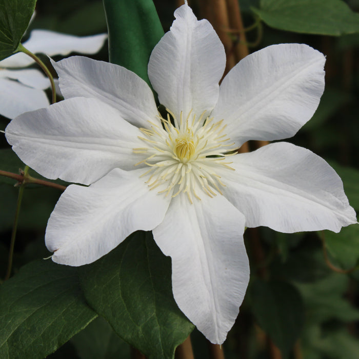 Buy Clematis 'Ice Blue' (Evipo003) online UK