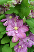 Clematis 'Innocent Glance' flowing with pink petals