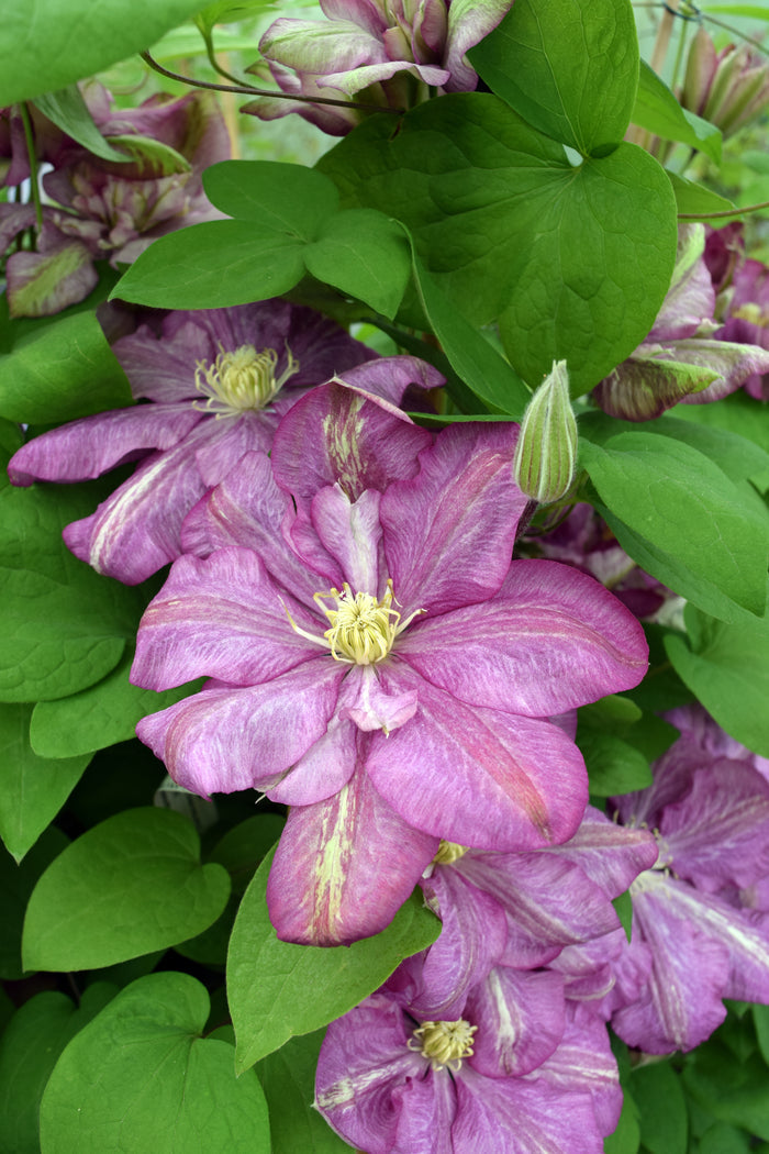 Clematis 'Innocent Glance' flowing with pink petals
