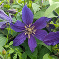 Buy Clematis integrifolia 'Ashton' online UK