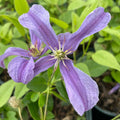 Buy Clematis integrifolia 'Saphyra Estrella' (Cleminov27) online UK
