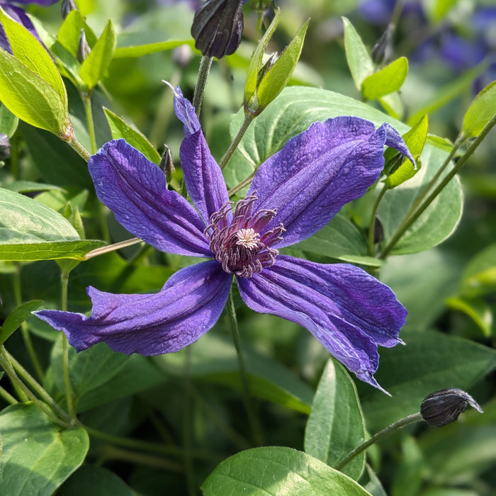 Buy Clematis integrifolia 'Saphyra Indigo' (Cleminov51) online UK