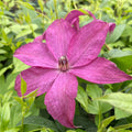 Buy Clematis integrifolia 'Saphyra Nancy' (Cleminov15) online UK
