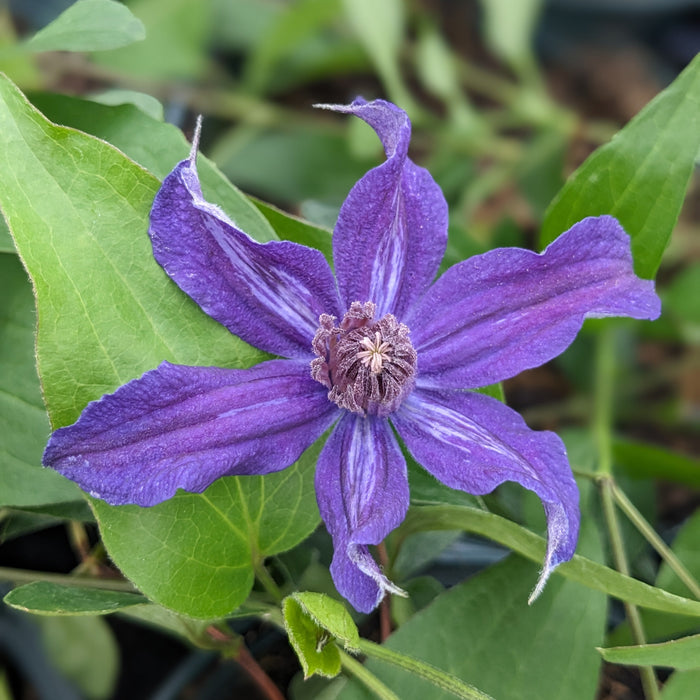 Buy Clematis integrifolia 'Saphyra Violetta' (Cleminov32) online UK