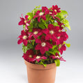 Buy Clematis 'Issey' (EVIPO081) online UK