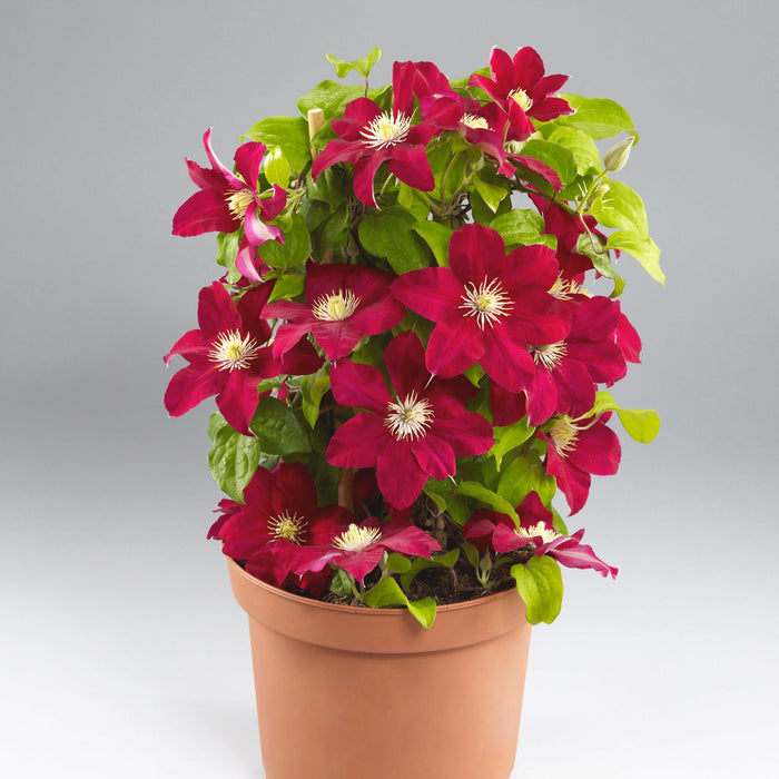 Buy Clematis 'Issey' (EVIPO081) online UK