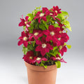 Buy Clematis 'Issey' Raymond Evison (Evipo081) online UK