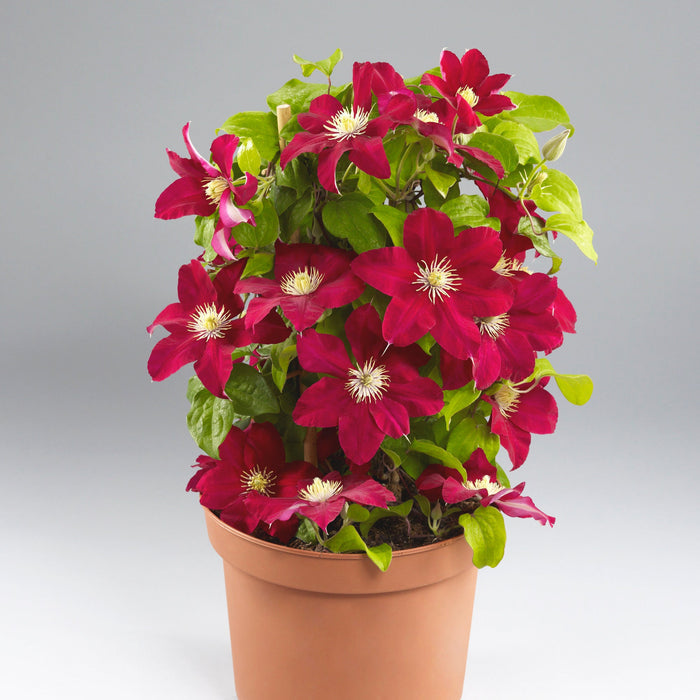 Buy Clematis 'Issey' Raymond Evison (Evipo081) online UK
