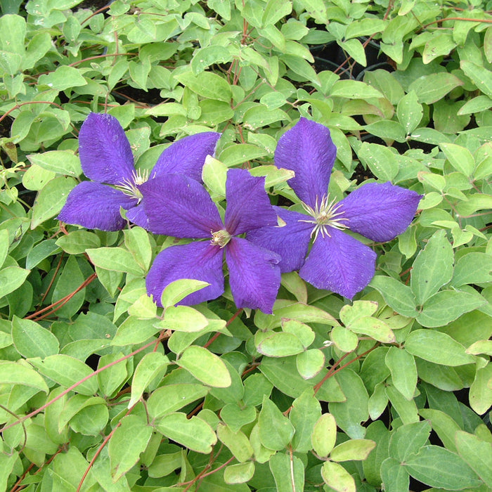 clematis Jackmanii purple flowers in bloom