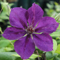 Buy Clematis jackmanii 'Superba' online UK